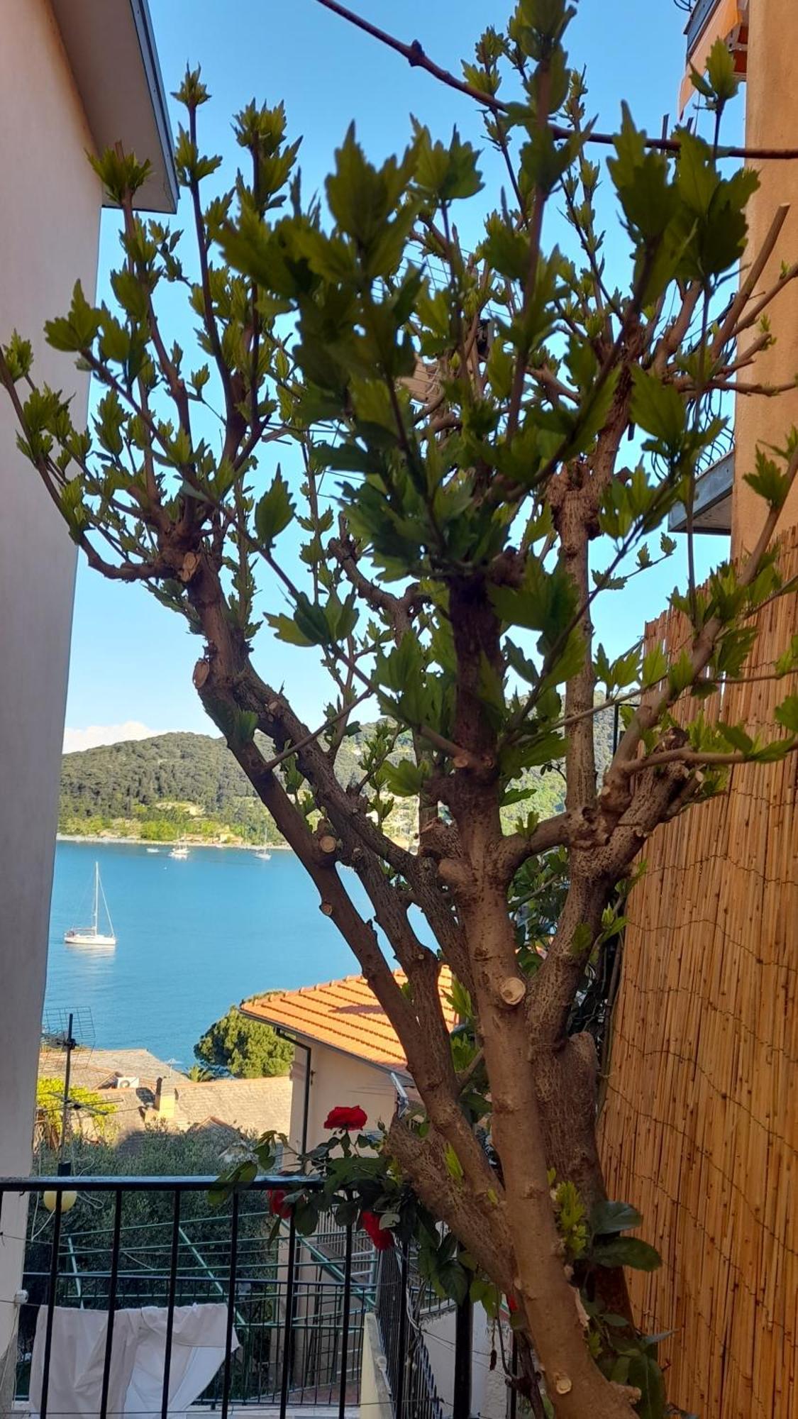 Casa Vacanze Ibiscus Porto Venere Ngoại thất bức ảnh